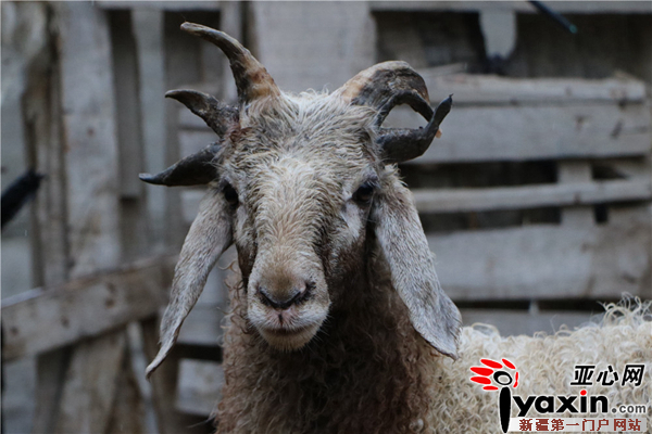 半歲綿羊五只犄角