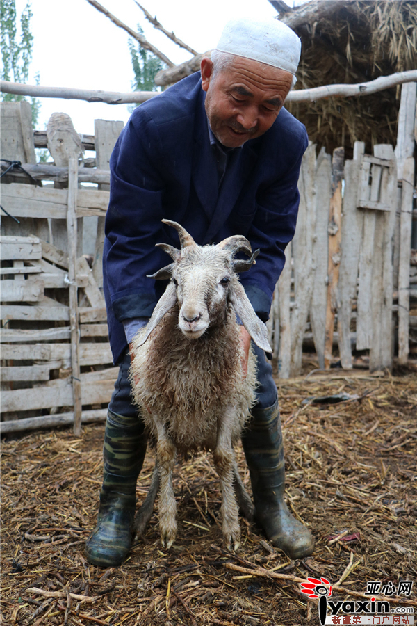 半歲綿羊五只犄角