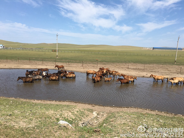 內蒙古多地發布高溫紅色預警 6日前“燒烤”持續