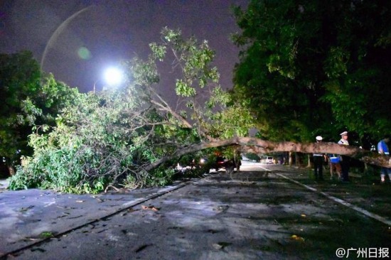 廣州臺風妮妲影響 大樹被連根拔起