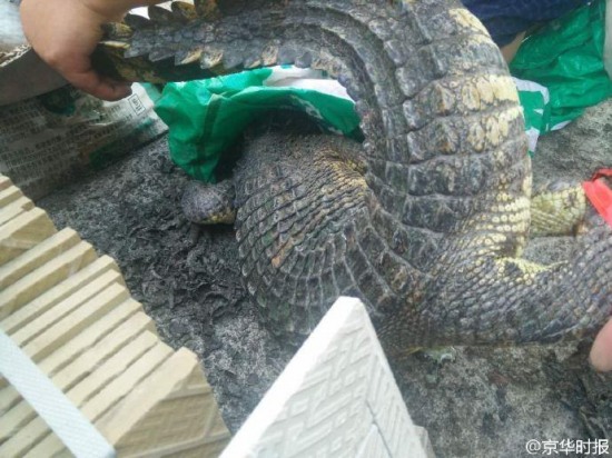 鄰居養一米長鱷魚