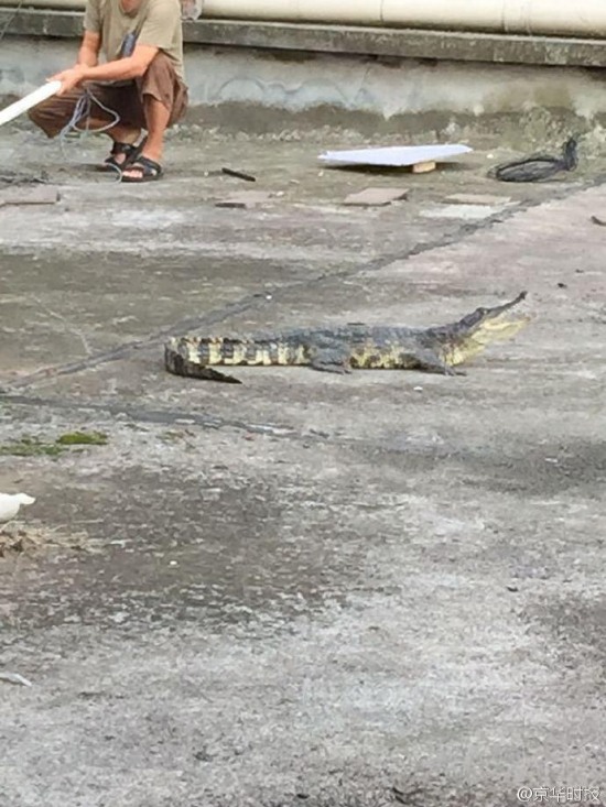 鄰居養一米長鱷魚