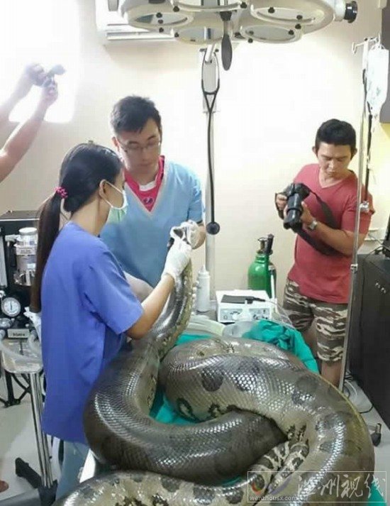 醫生為巨蟒切腫瘤