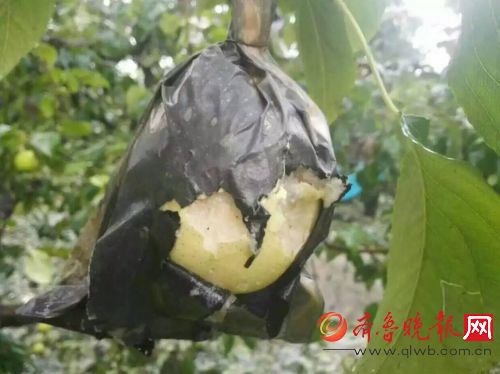 濱州下冰雹 10萬畝鴨梨遭冰雹襲擊幾乎絕產