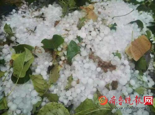 濱州下冰雹 10萬畝鴨梨遭冰雹襲擊幾乎絕產