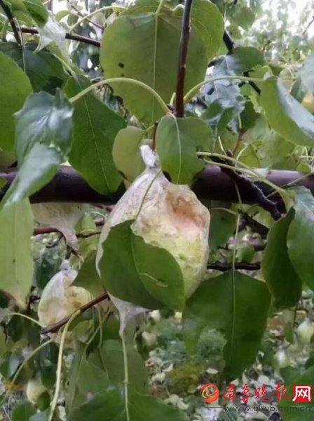 濱州下冰雹 10萬畝鴨梨遭冰雹襲擊幾乎絕產