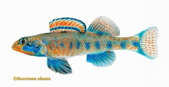 新魚種命名奧巴馬