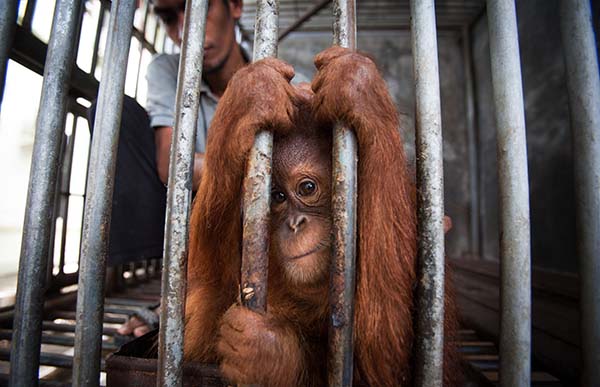 大熊貓不再瀕危