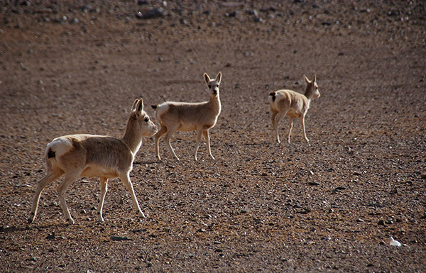 大熊貓不再瀕危