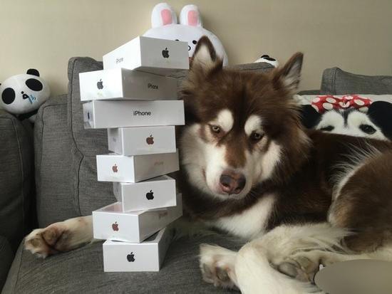 給狗買iphone7