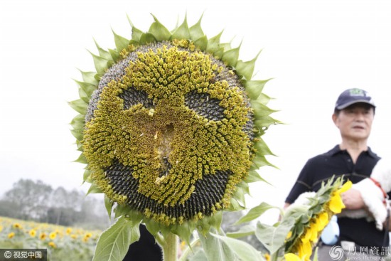 市民摳出葵花寶典