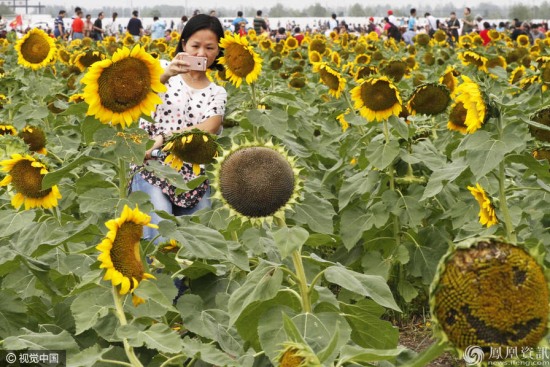 市民摳出葵花寶典