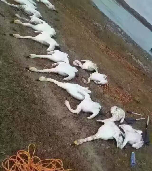 233只天鵝遭捕殺