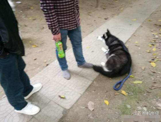 哈士奇被打癱丟棄