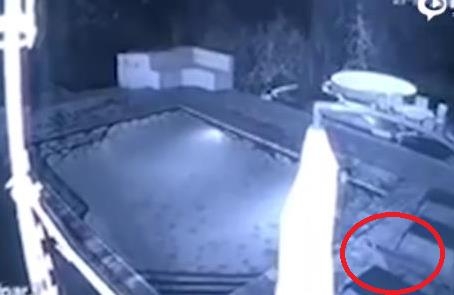 酒店泳池現鱷魚