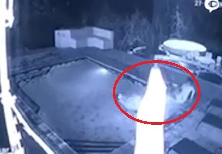 酒店泳池現鱷魚