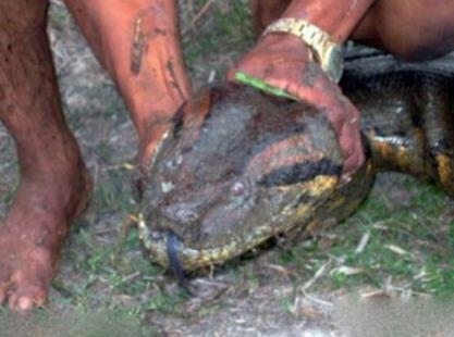 東漢古墓挖出巨蟒