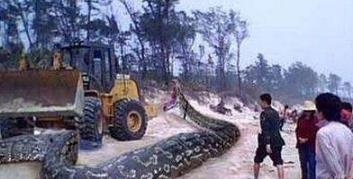 東漢古墓挖出巨蟒