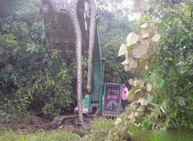 東漢古墓挖出巨蟒