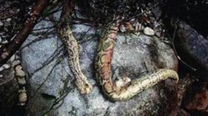 東漢古墓挖出巨蟒