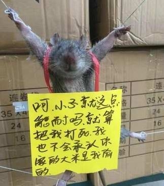 老鼠胸前掛悔過書