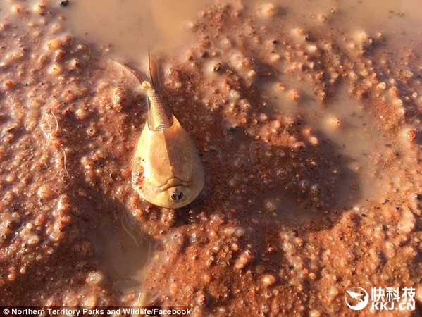 澳洲現史前動物盾蝦