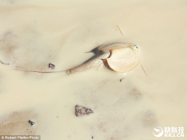 澳洲現史前動物盾蝦