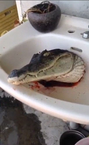 鱷魚頭現鬼魅一笑