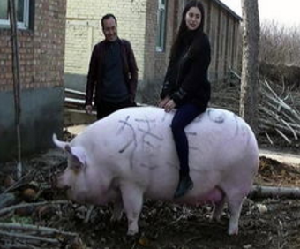 豬王被美女當(dāng)牛騎