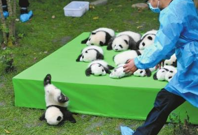 熊貓仔摔成世界最佳照片