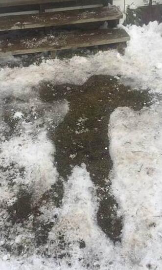 狗為摔癱男子取暖