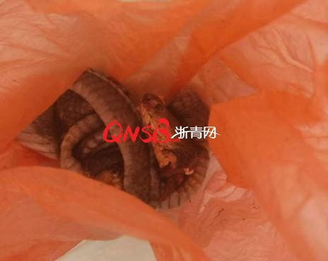 男子踏青遇70cm長蛇