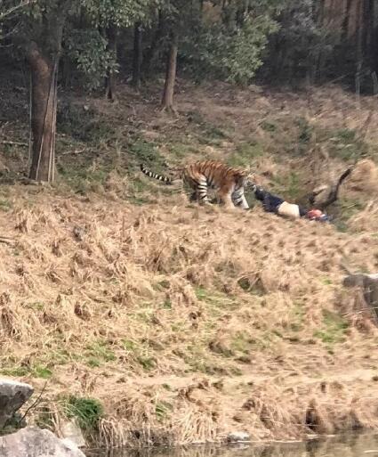 寧波老虎咬人事件