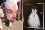 狗腦袋內(nèi)嵌50顆子彈 能活下來(lái)真是奇跡