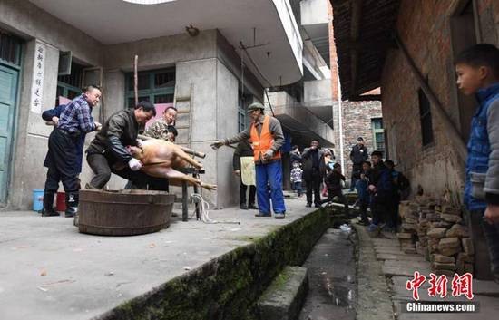 職業(yè)殺豬客的春節(jié)