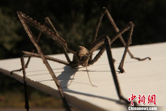 云南現巨型竹節蟲