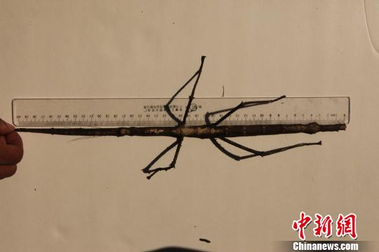 云南現巨型竹節蟲