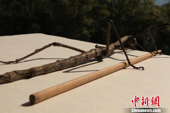 云南現巨型竹節蟲