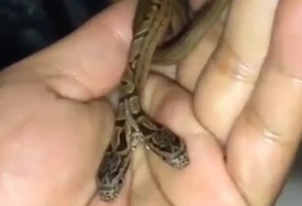 印度驚現(xiàn)雙頭蛇