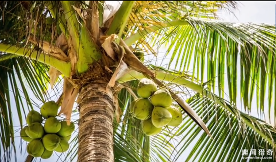 全球最奇葩職業