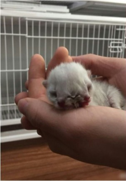 沈陽現雙頭三眼貓