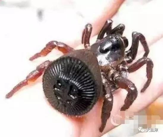 云南疑現罕見物種金錢活門蛛