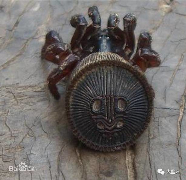 云南疑現罕見物種金錢活門蛛