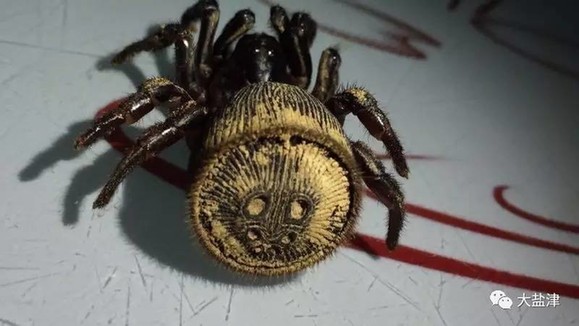 云南疑現罕見物種金錢活門蛛