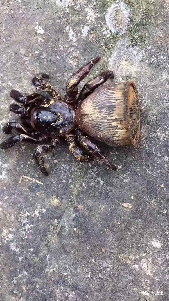 云南疑現罕見物種金錢活門蛛