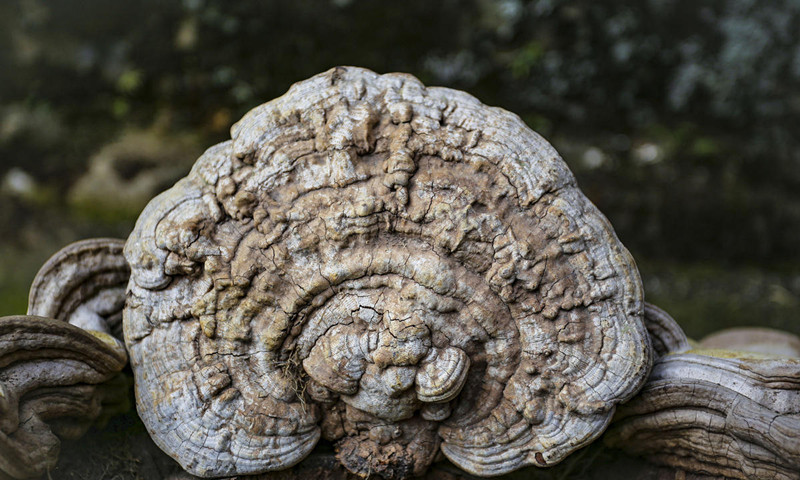 特大靈芝像人臉