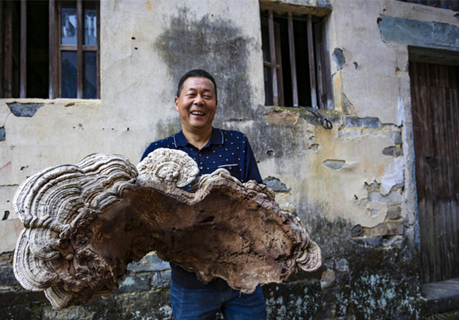 特大靈芝像人臉