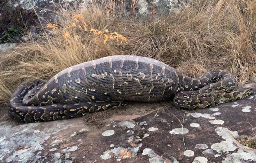 巨蟒肚內驚見好友