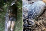巨蟒肚內驚見好友尸體 印尼男子遭巨蟒吞食