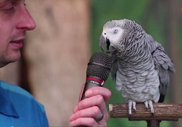 美聰明鸚鵡秀驚人詞匯量慶30歲生日